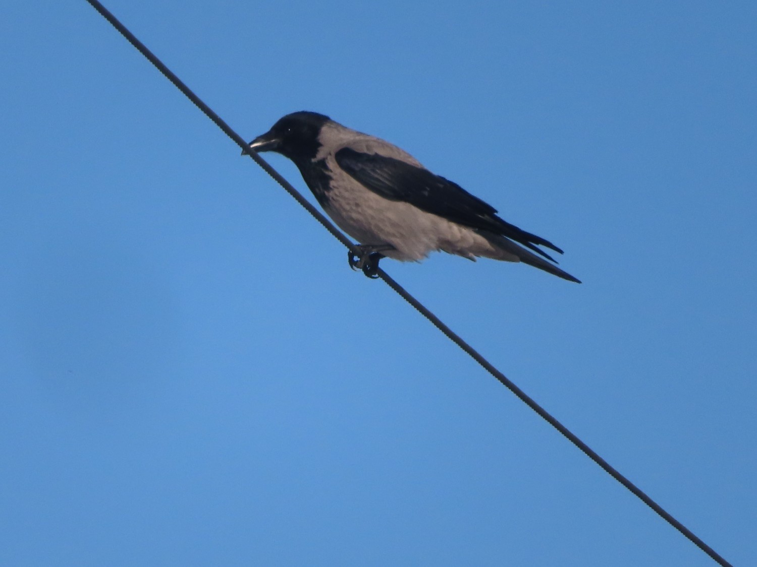 livebirdspoland_8c19f9d3f7c5f9feefa5b5cc4e1fa2ea.jpg