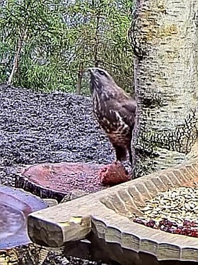 livebirdspoland_6c1b6b04afffc7b23b1440552d6e6658.jpg