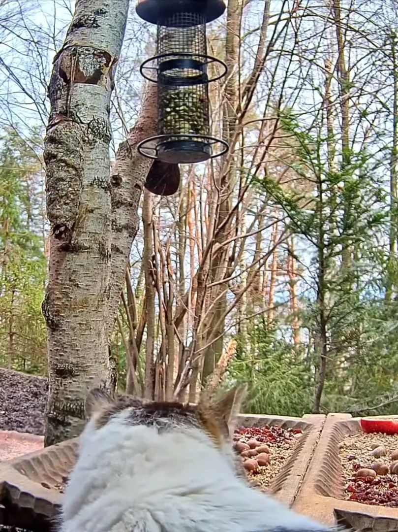 livebirdspoland_ba9b9c882e82be66db2a4c789057c188.jpg