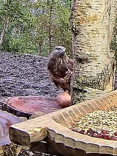 livebirdspoland_7f168a3ab26cc6bb9963fd9e5488891a.jpg