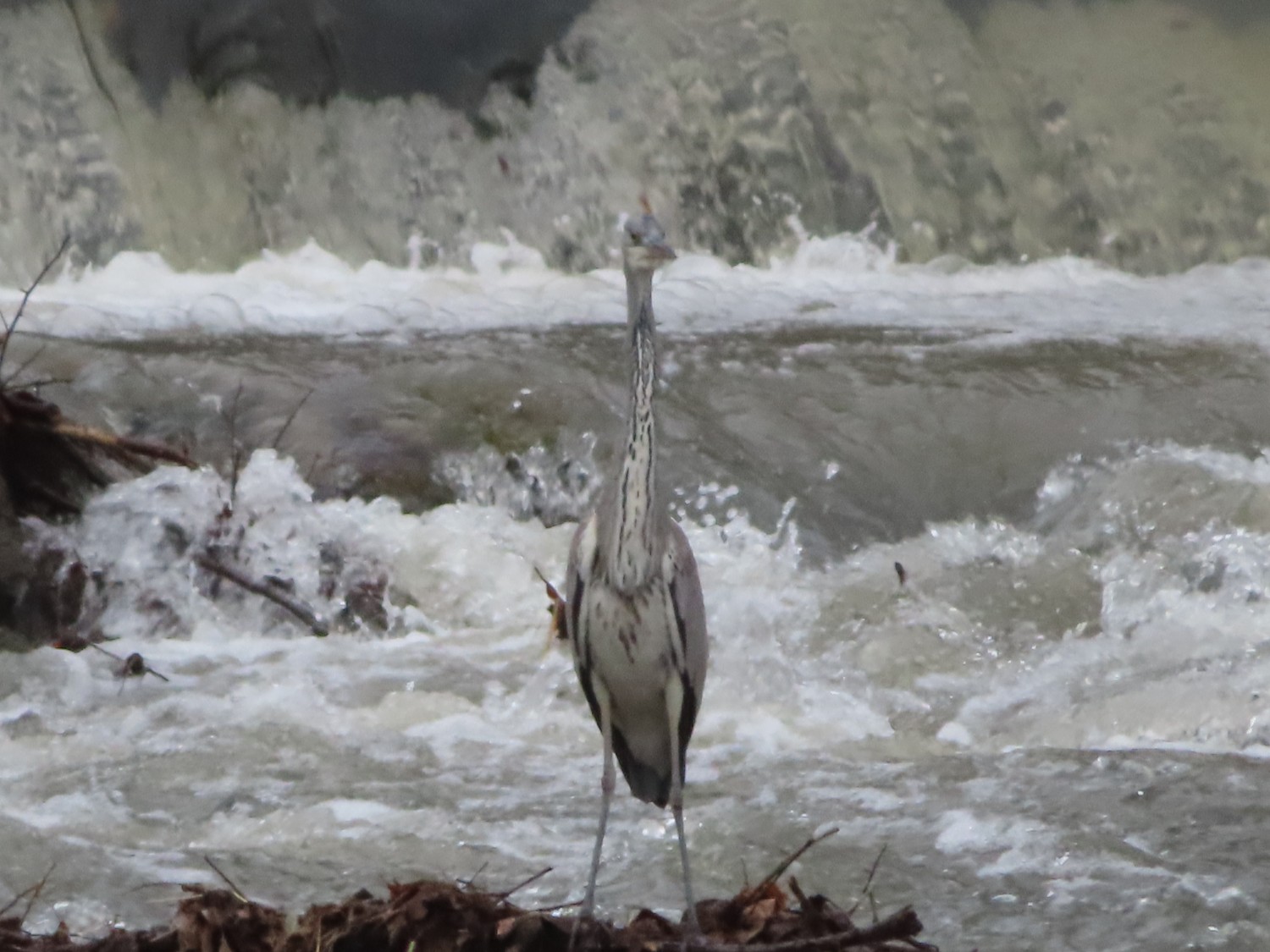 livebirdspoland_664363b75611a54c81fac5f217dd4d48.jpg