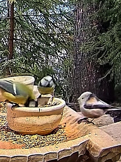 livebirdspoland_157e9505c86a201ae0dd2bd94537aef8.jpg