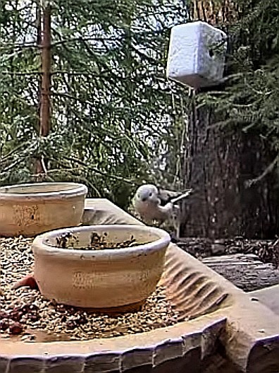 livebirdspoland_45385c687560bb60cd9418f0d753b868.jpg
