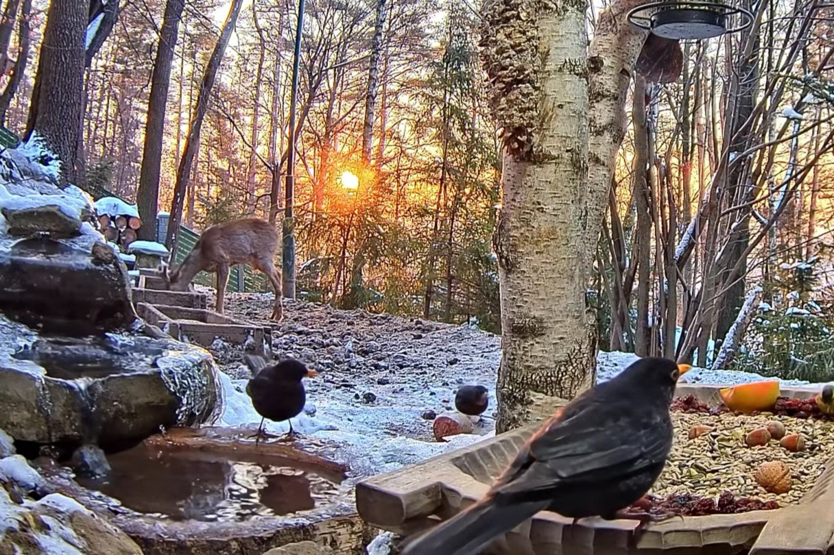 livebirdspoland_7cacc749dae0e34cd01c8629af77c8d9.jpg