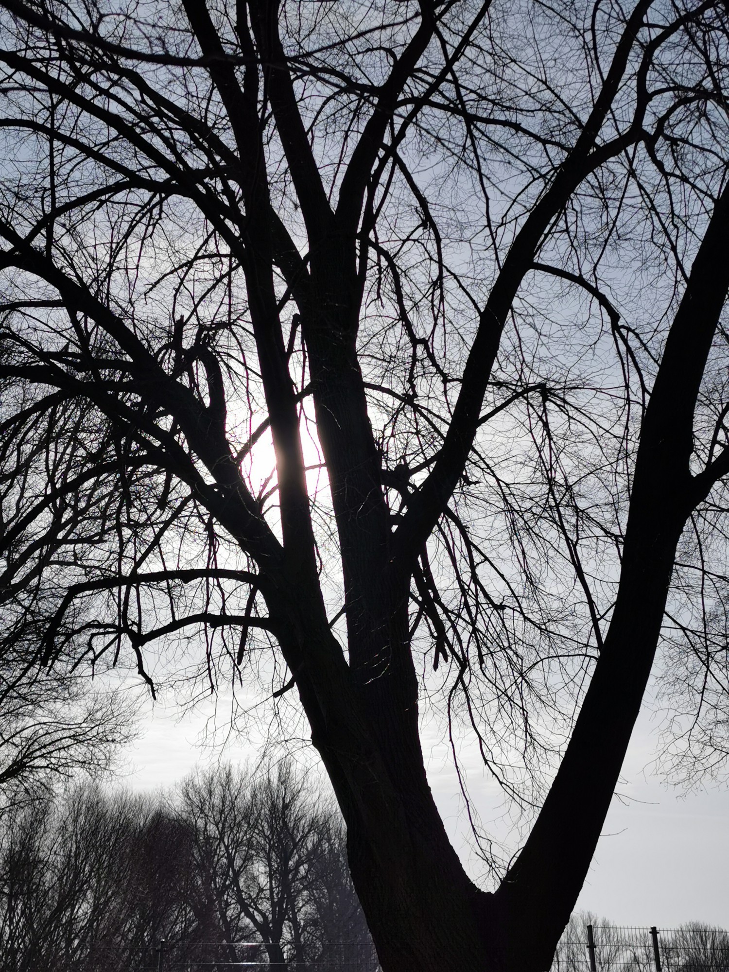 livebirdspoland_490204633d20e8c56dfaa73ebe82fc8b.jpg