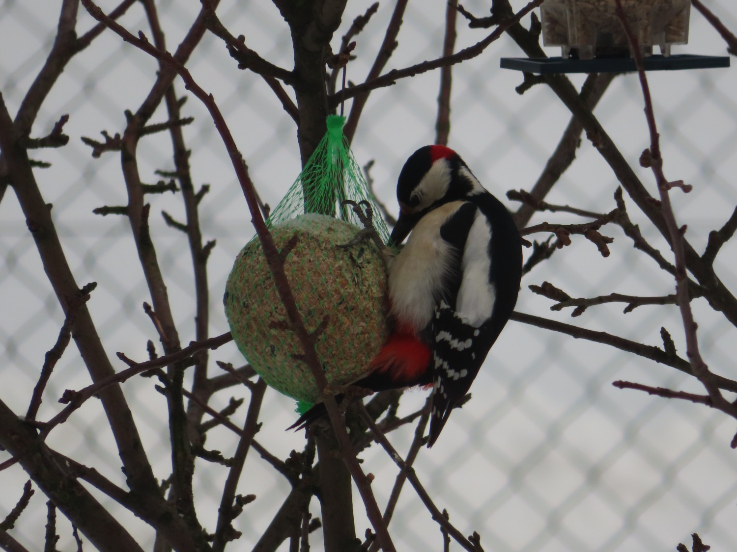 livebirdspoland_7d01a2aa08f8b0963743e35613622d46.jpg