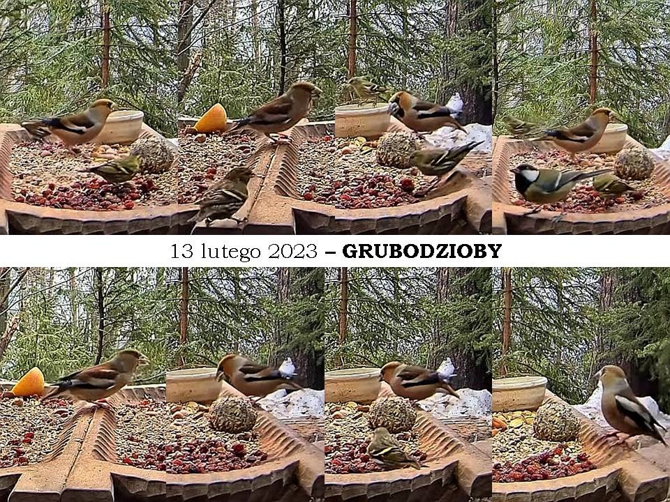 livebirdspoland_eaa40208a764837cc766aa7379a3530d.jpg