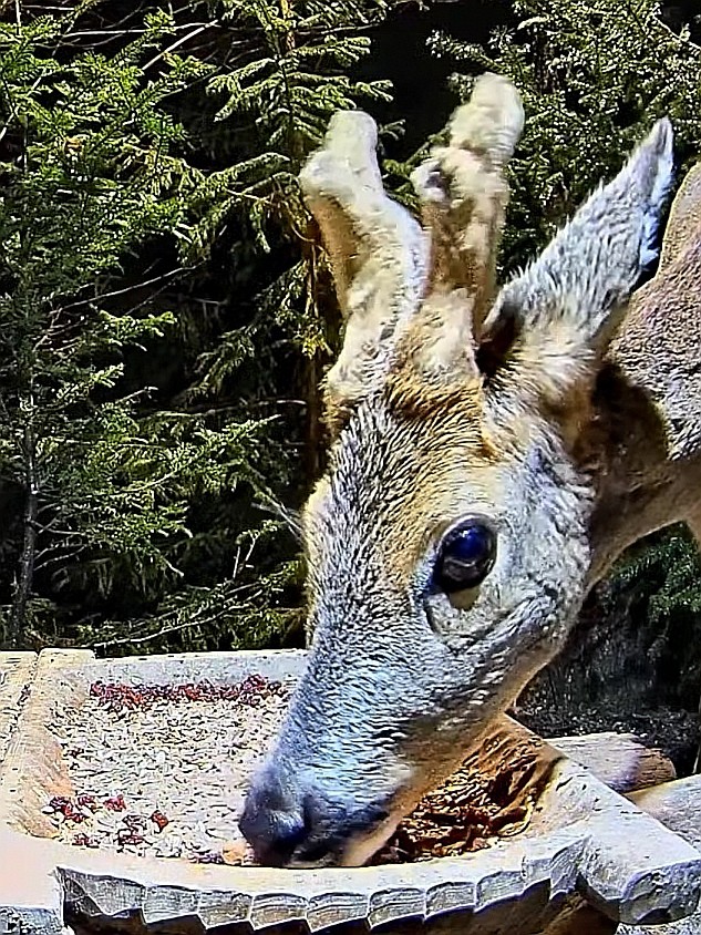 livebirdspoland_b08890312b1471f36a0f691e5e0f3b62.jpg