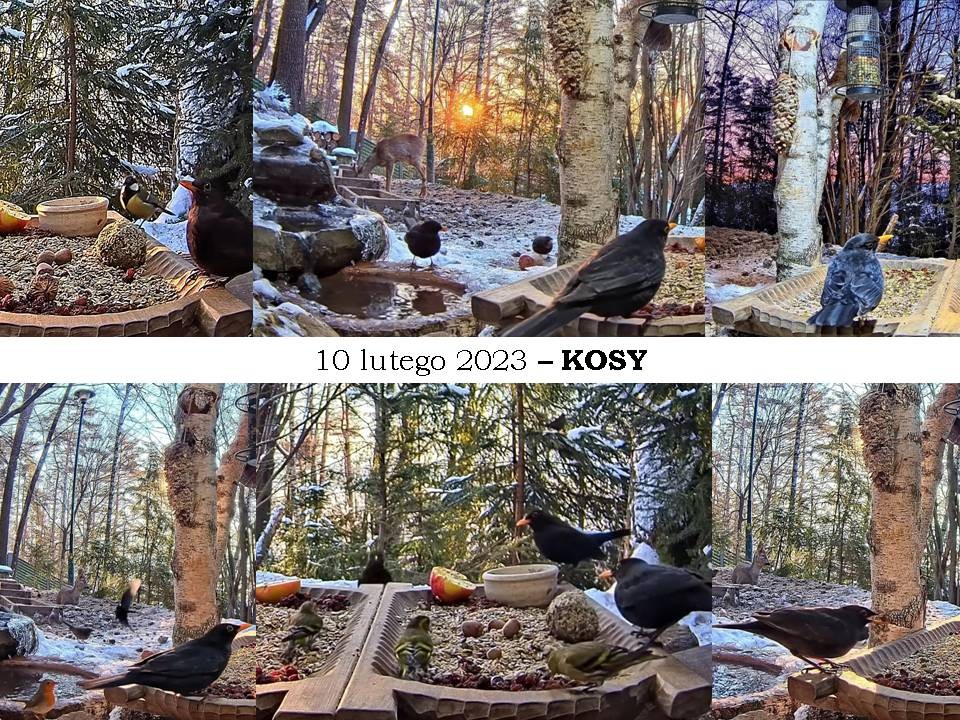 livebirdspoland_6493aee6821d618340110dda38f8e2ec.jpg
