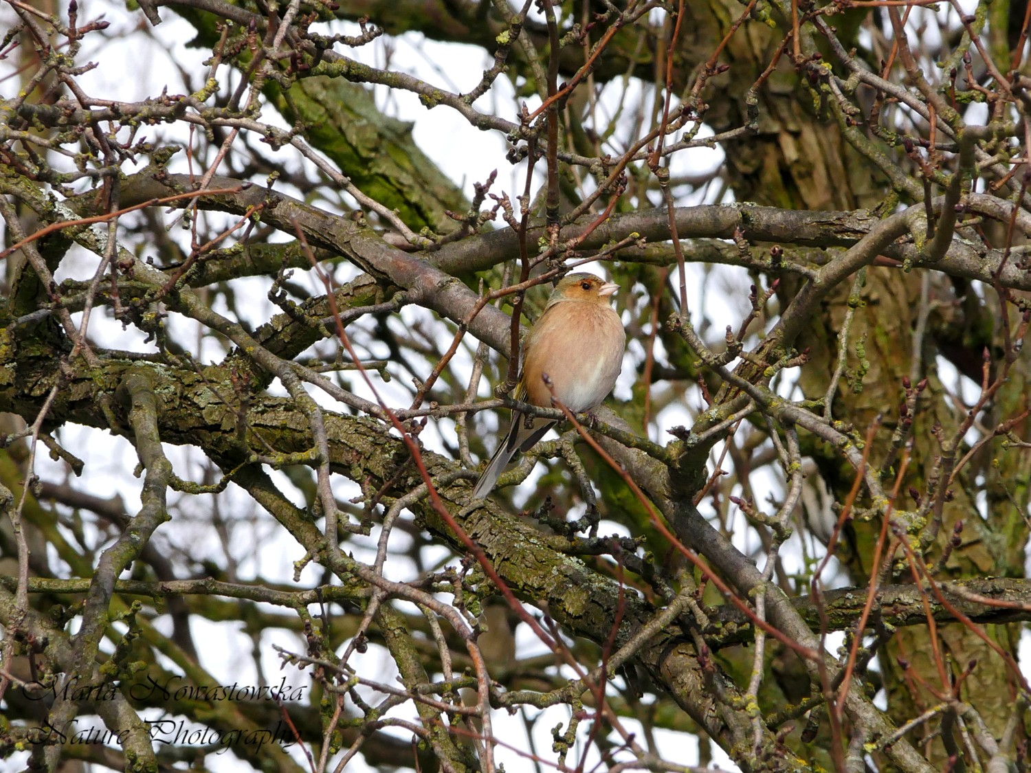 livebirdspoland_8bb6128d6f7a58a31644aa8e47be0b30.jpg