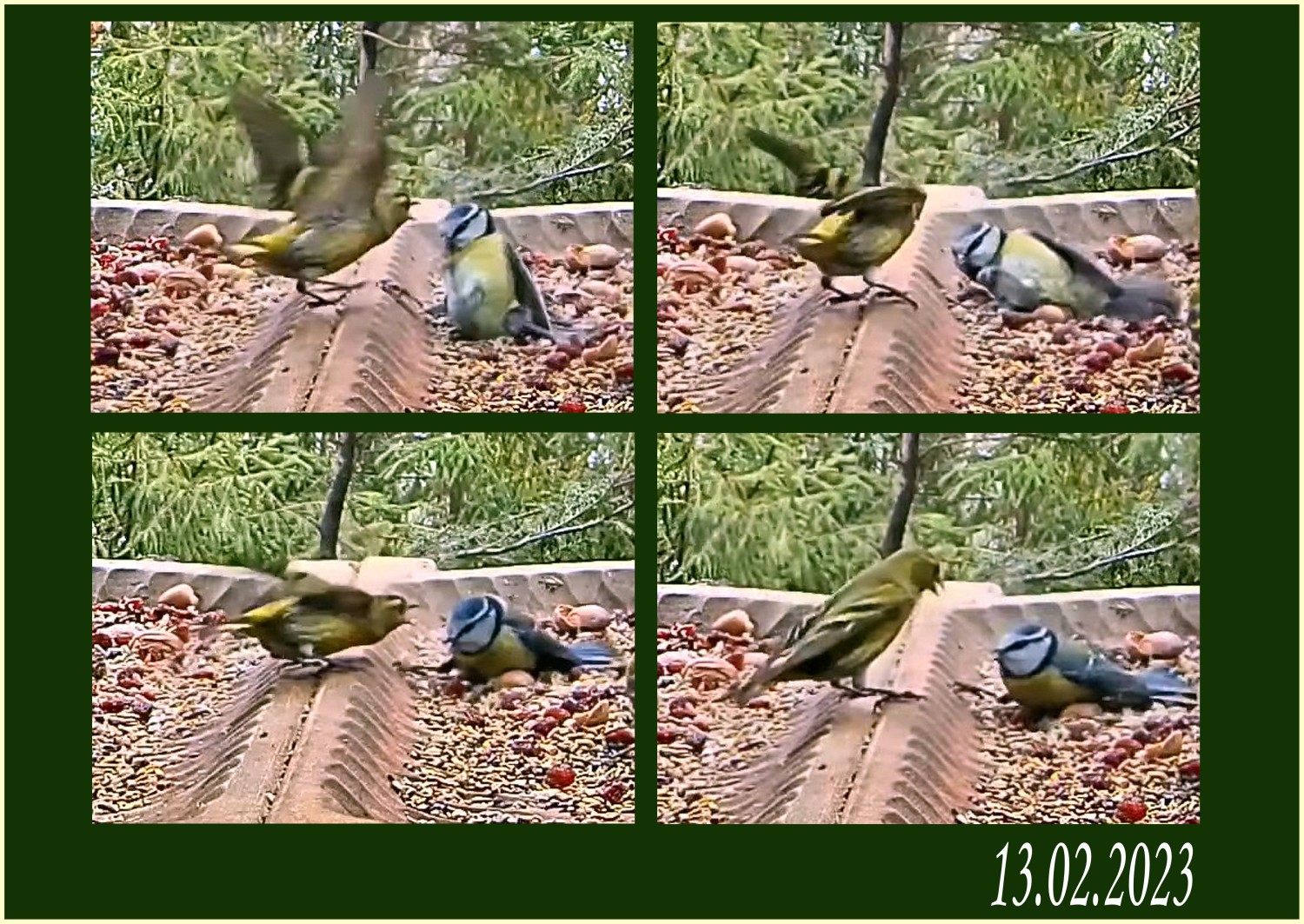 livebirdspoland_838cf17cacb0186c97d3600c8abb2c40.jpg