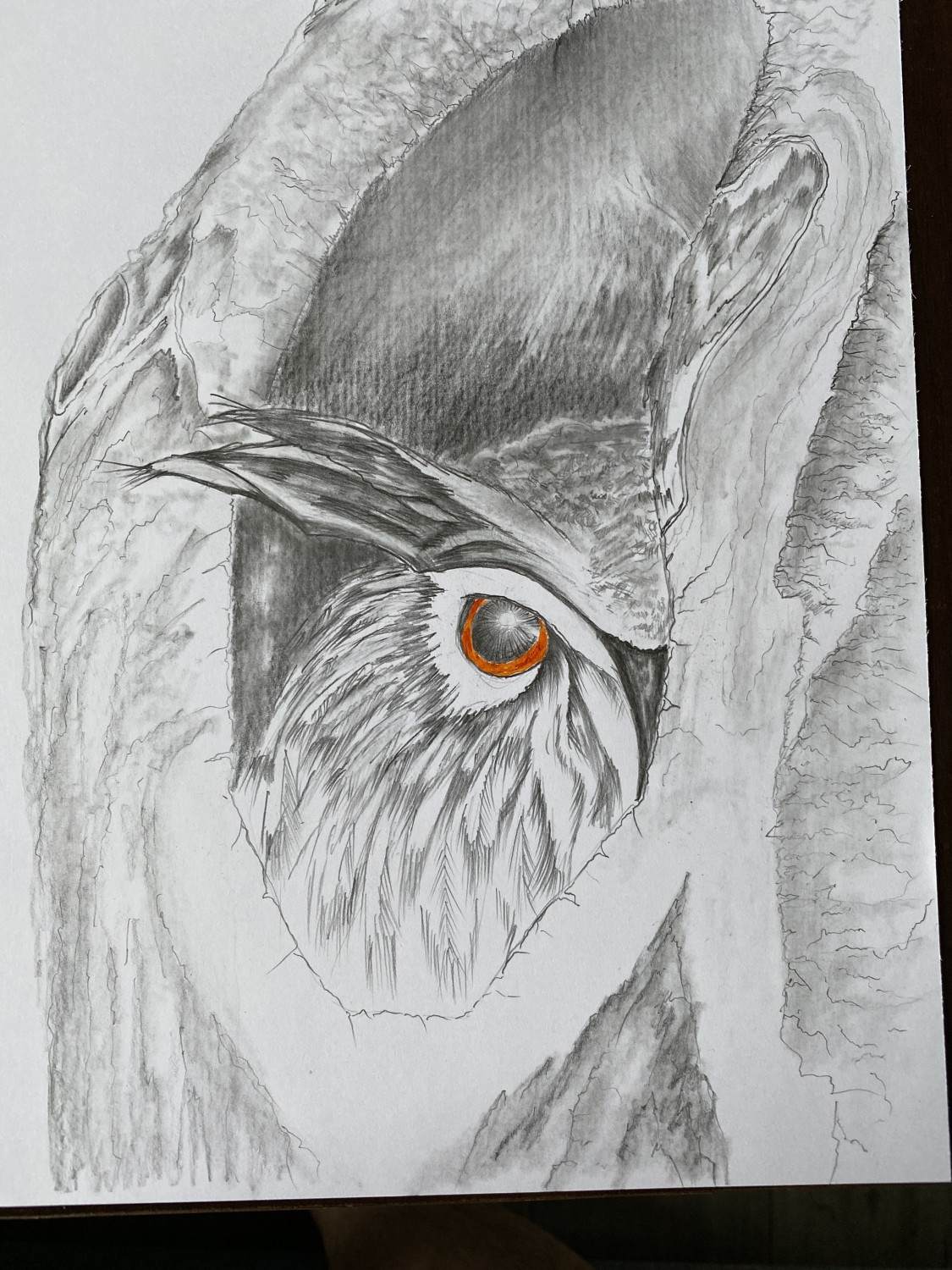 livebirdspoland_25df1d9d38aa124f1668947abd795428.jpg
