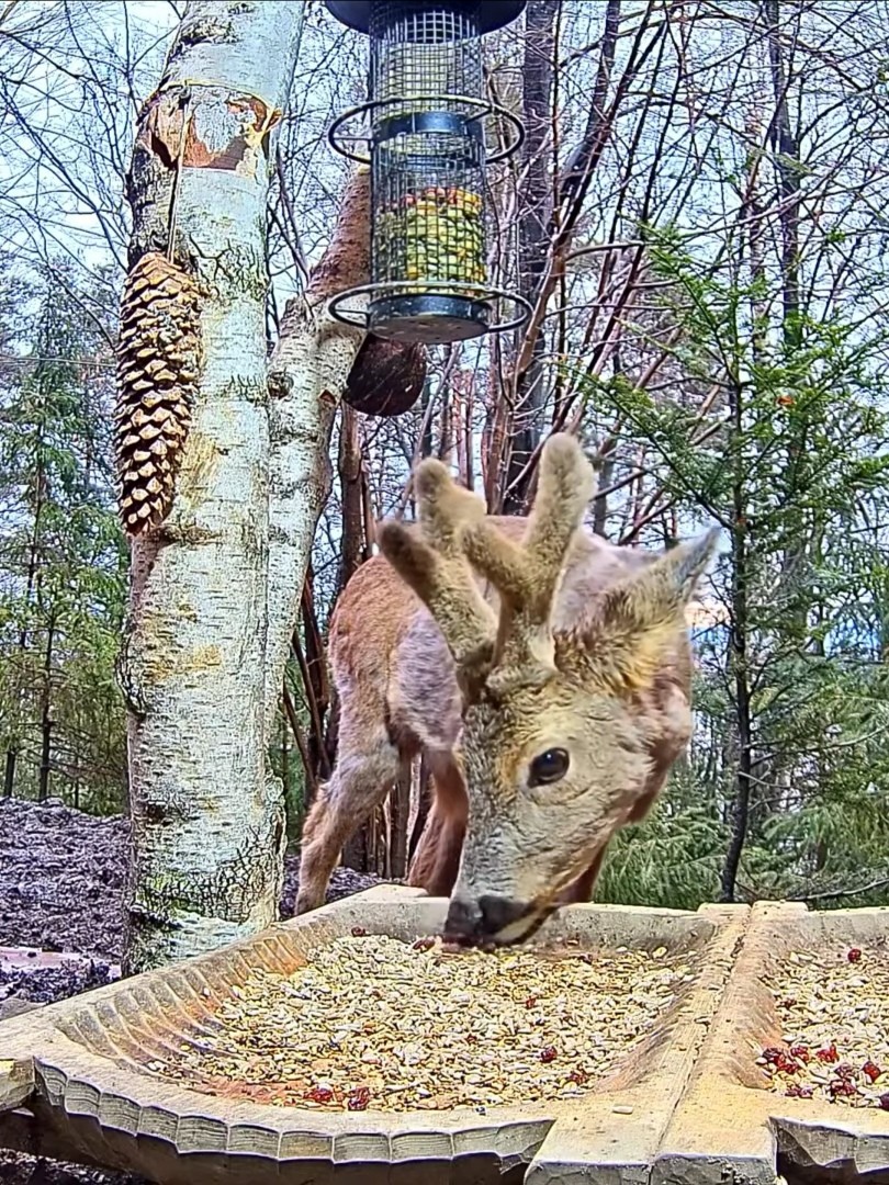livebirdspoland_1e09b0d62c3d6d3ab1873ea79127ac60.jpg