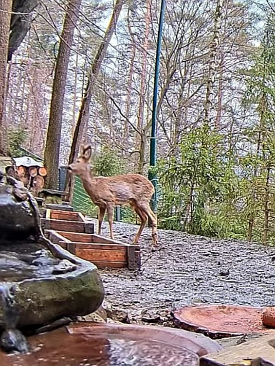 livebirdspoland_379ee2498053b1b0dbb378ac34557f24.jpg