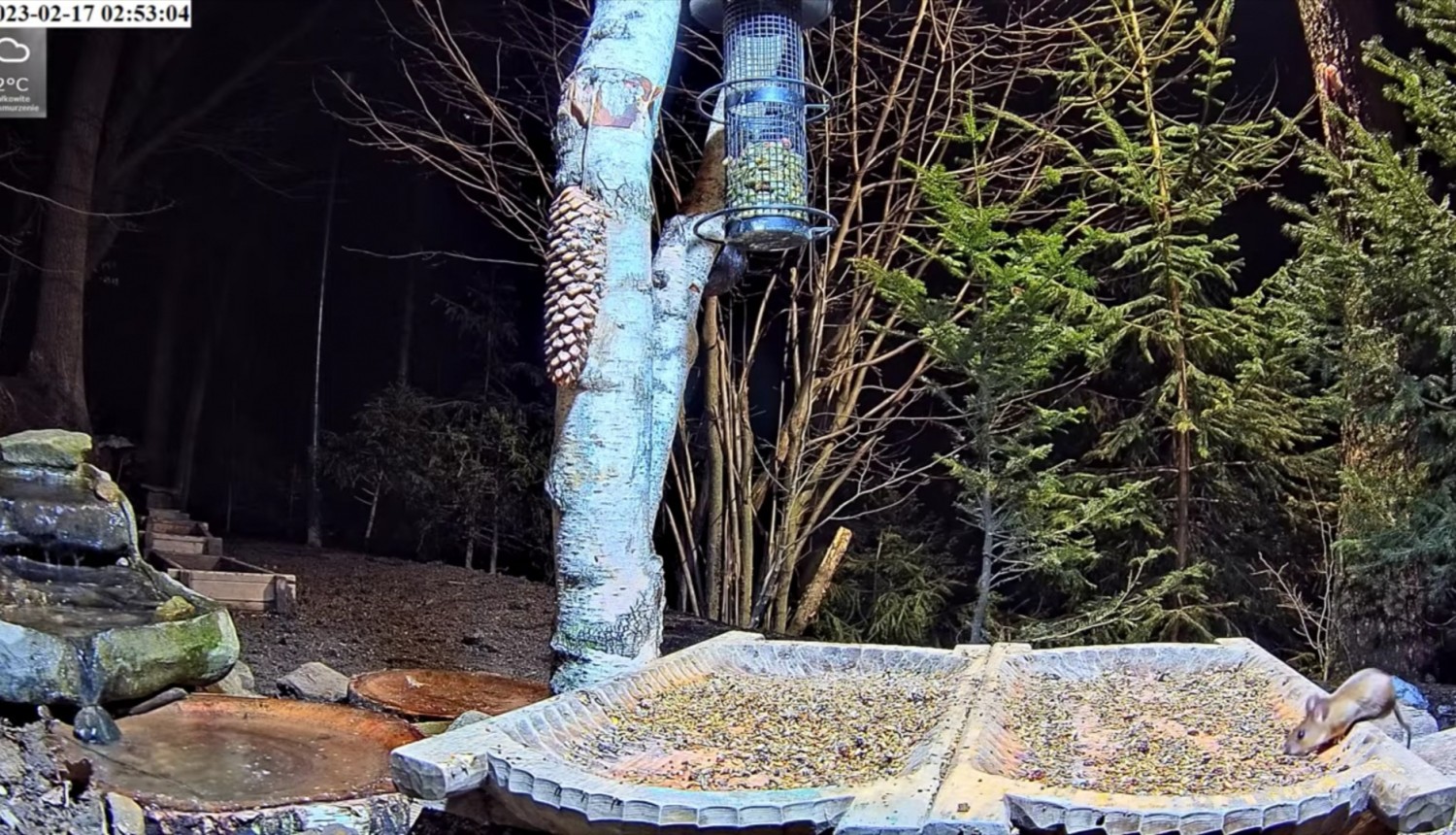 livebirdspoland_9e27200b0022ba1262f43549cfa4ae20.jpg