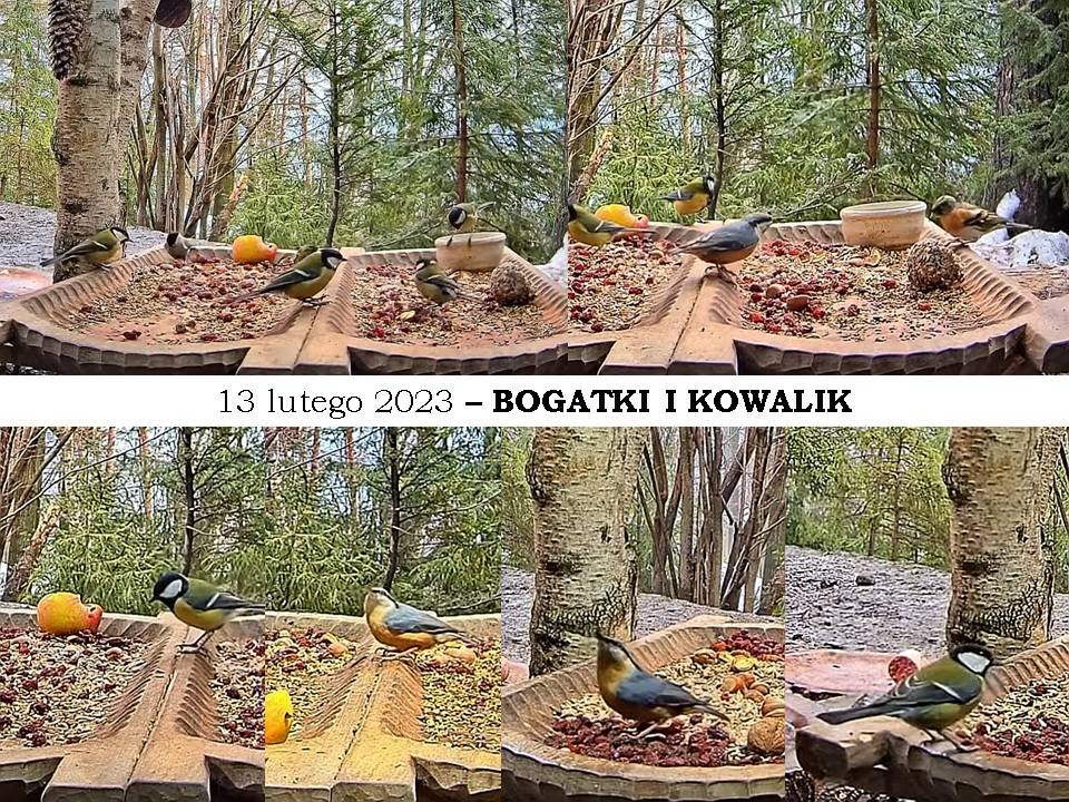 livebirdspoland_cae5b4846238cc822995b7f226cafa99.jpg