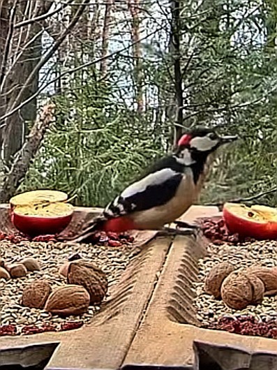 livebirdspoland_1abec7da4f77d443bc8fa4b90b894525.jpg