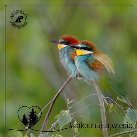 livebirdspoland_543feacc2bebfe321ca67b38348b8edd.png