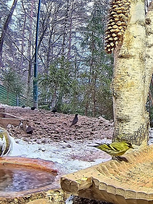livebirdspoland_501699fee45045487da799e9fe1e6516.jpg