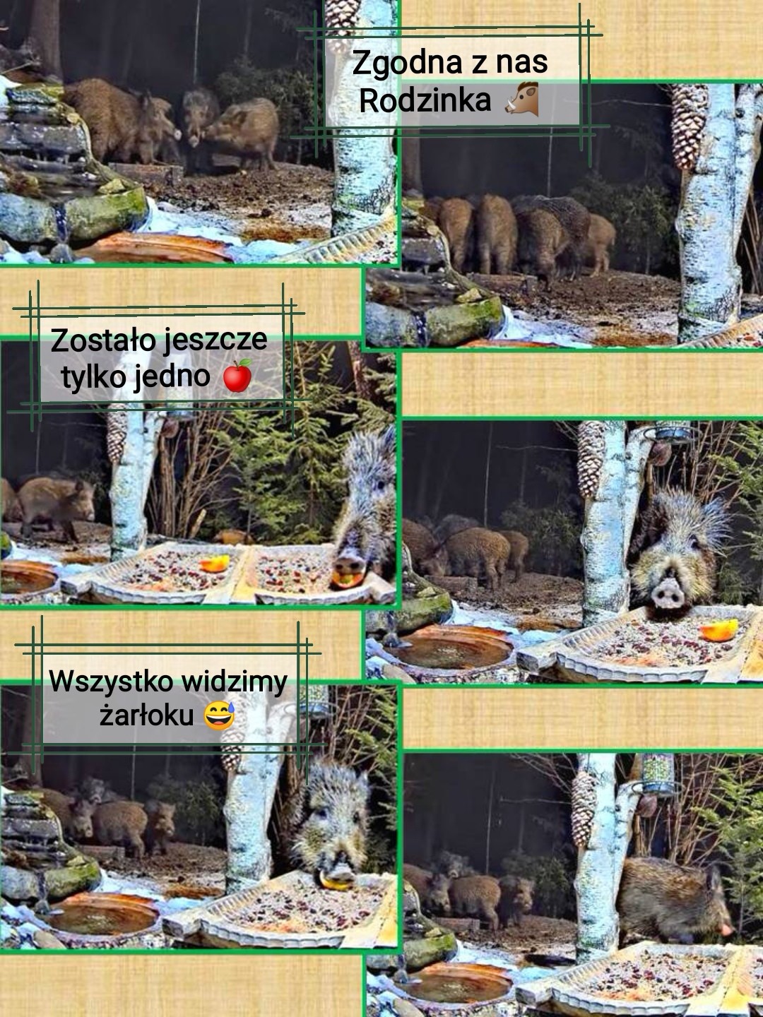 livebirdspoland_2baf4d54b934e5a78b62d7bd0bfcc6d9.jpg