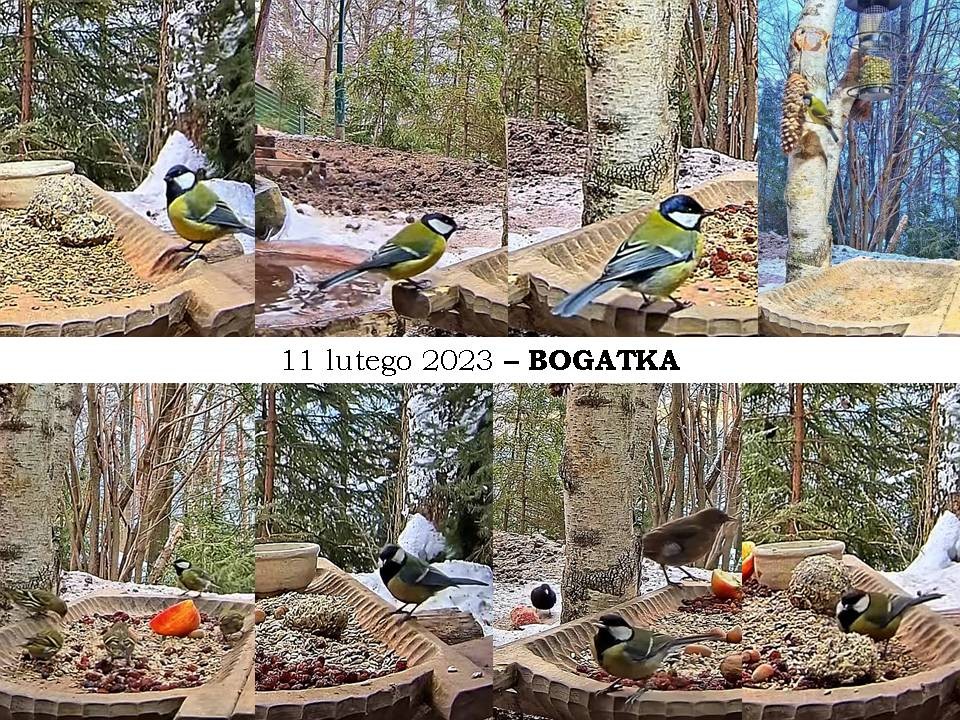 livebirdspoland_2ea2048dea170daa2434c9e6f8346dea.jpg