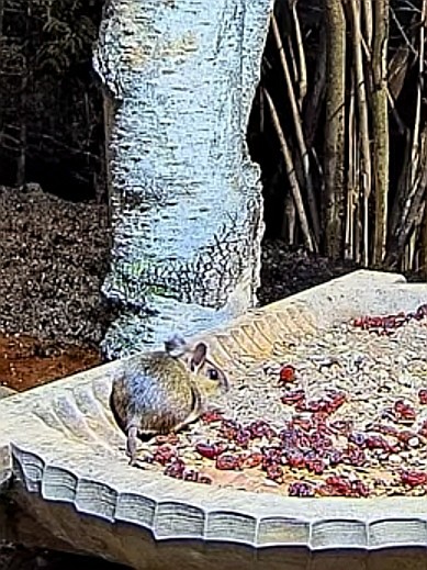 livebirdspoland_995a900b71b6624a9adc07c998f56db7.jpg