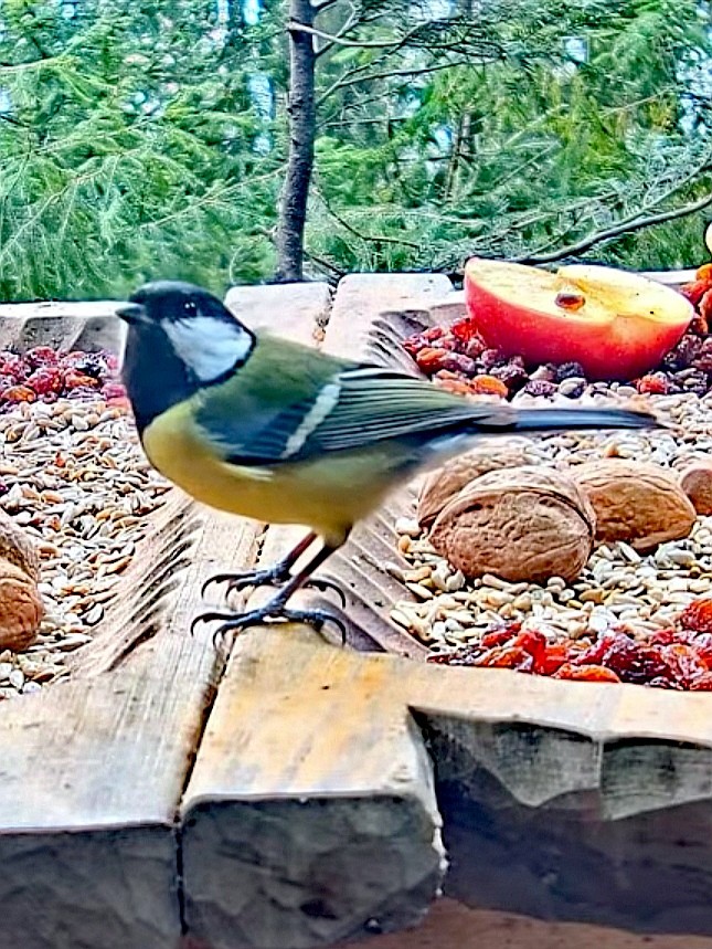 livebirdspoland_cf753514b0456116ae3119b4db89ab69.jpg