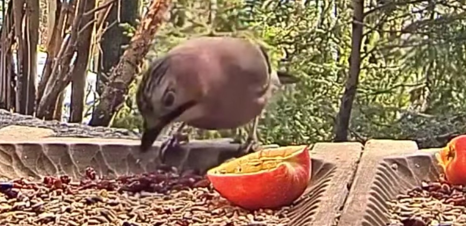 livebirdspoland_0231dc1711bf36ecc69794cd67327eb3.jpg