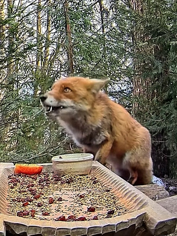 livebirdspoland_a5ba861c1b972b6ac6b652e8e902eb51.jpg