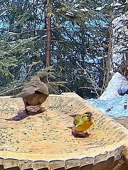 livebirdspoland_fb4e0269b8ea6bcc5a804d2874a3abad.jpg