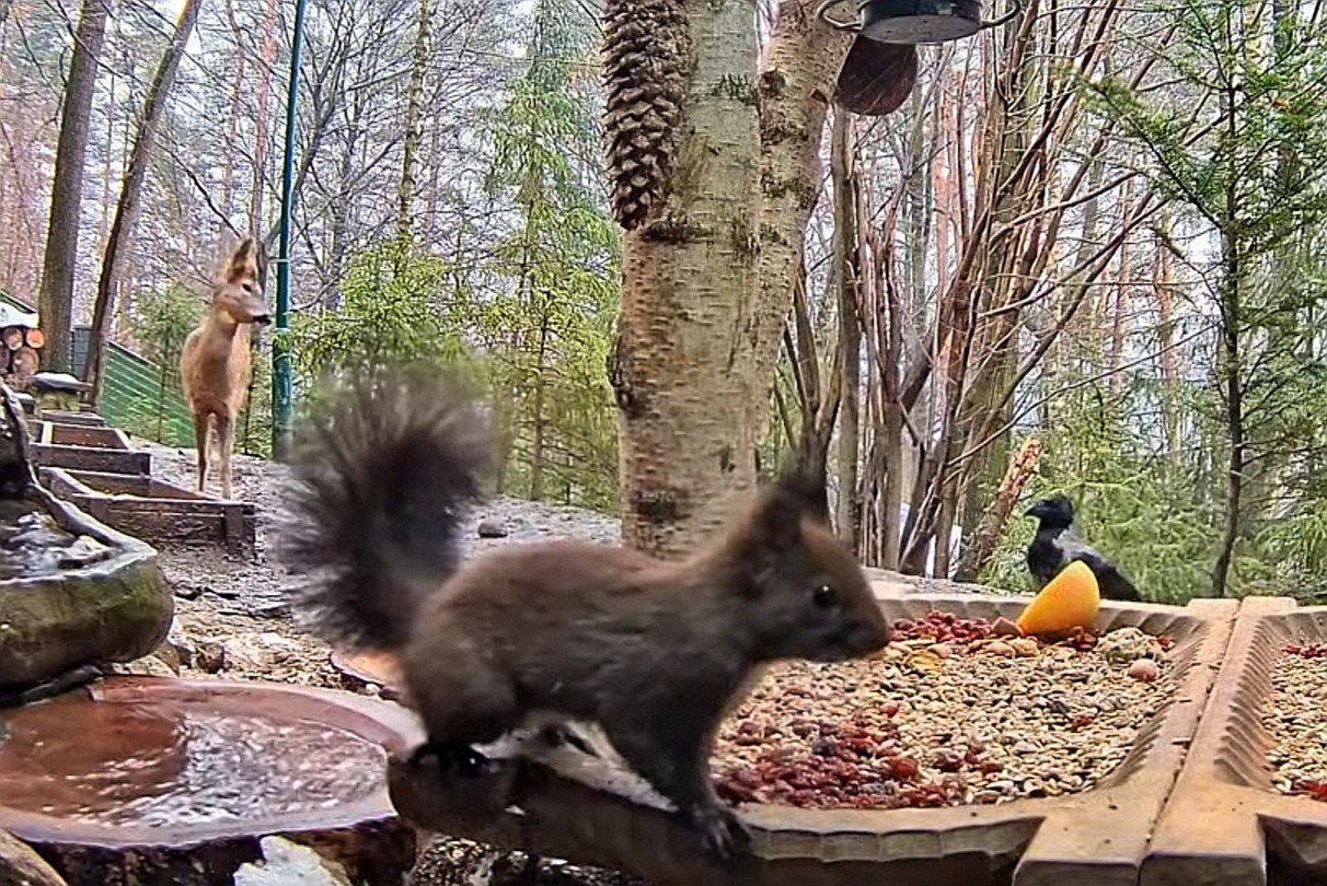 livebirdspoland_b7cc55cd77a26fd42e210f25d36ca467.jpg