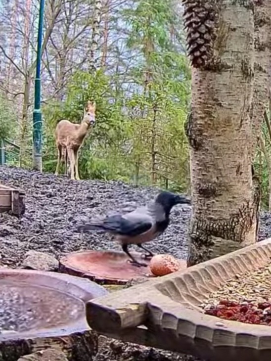 livebirdspoland_f036919bb7edd5f6c567738b4dff1ab0.jpg