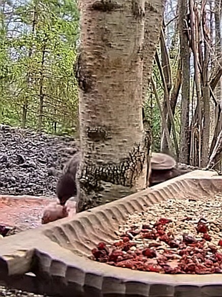 livebirdspoland_97e61d8cca1d3144610f4d53e4fbcde8.jpg