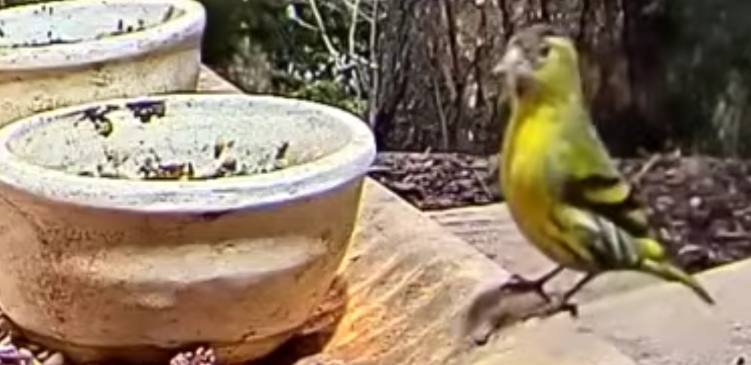 livebirdspoland_d2ad940453a26ef7b46f1a16db295e4d.jpg