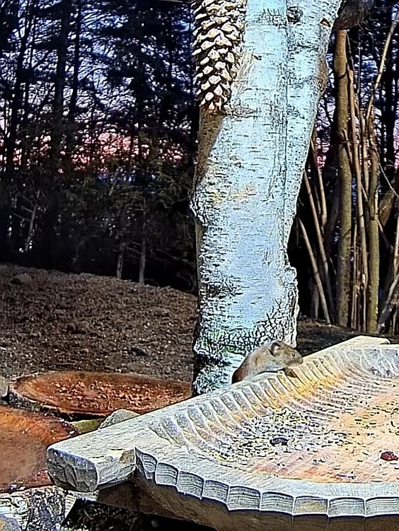 livebirdspoland_3bfacb2798839b8518190b7b52889983.jpg