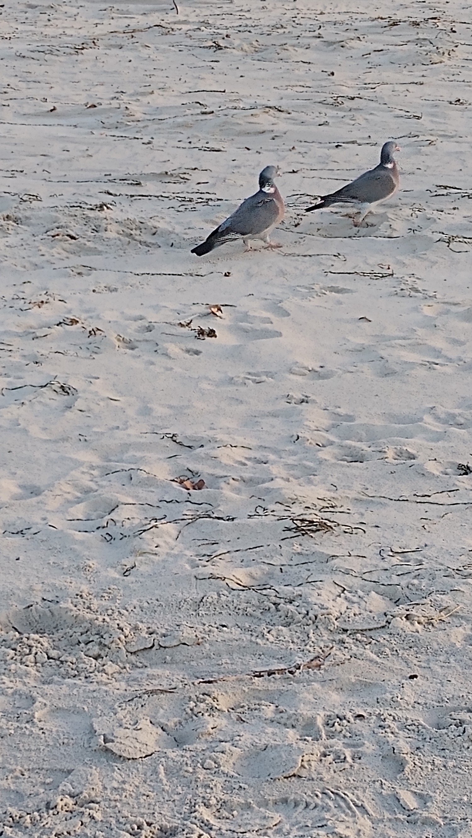 livebirdspoland_fe050afb2137aec159c58a464ebe7fe4.jpg