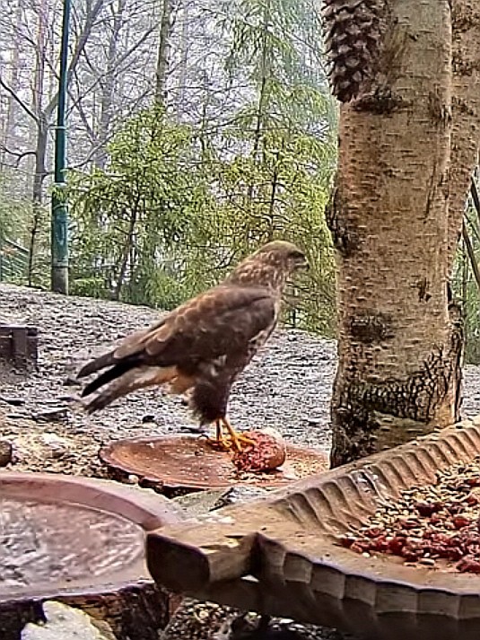 livebirdspoland_5c875a8758ae3f1f6e88c8314c561c49.jpg