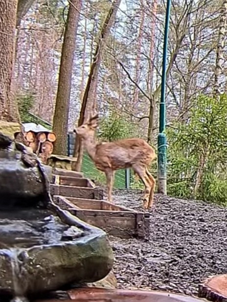 livebirdspoland_63fe02021a9c42c9f1b0b32b5a731fcd.jpg