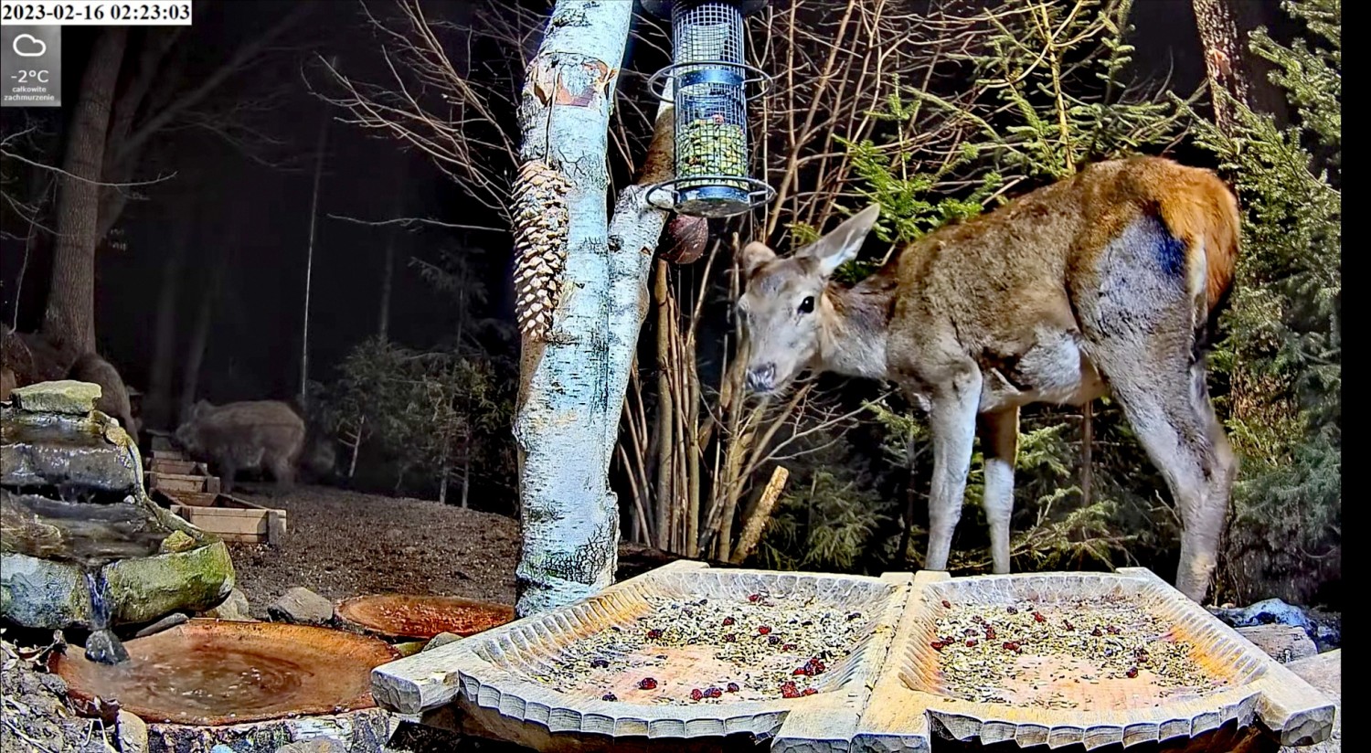 livebirdspoland_13696580454dacc48754e303e3c22102.jpg