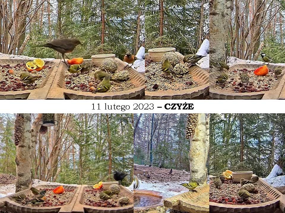 livebirdspoland_64758df6c08de5dccd6ac39f91a0fe00.jpg