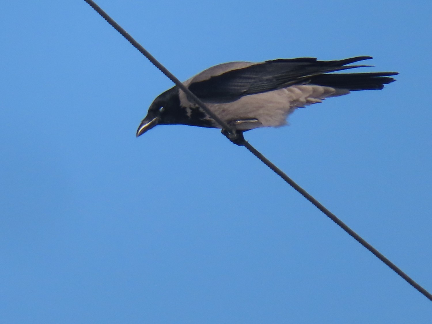 livebirdspoland_1c41b2f0688a316eb947969ab2420417.jpg