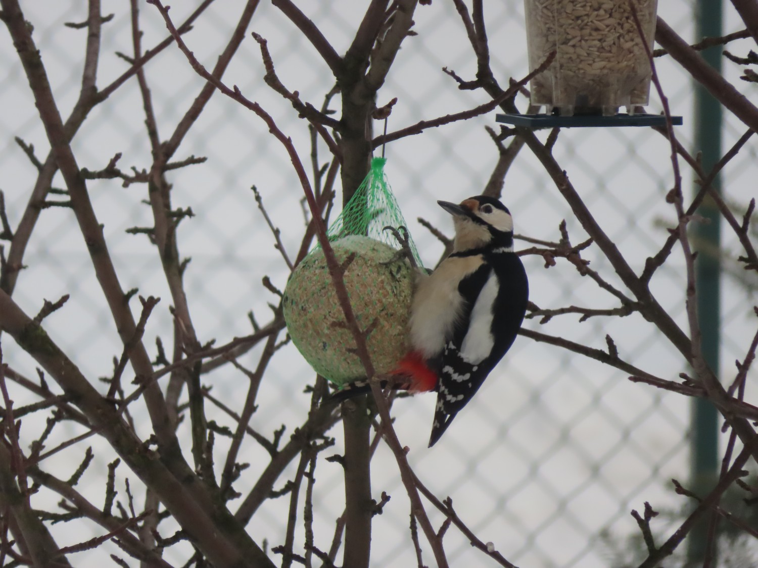 livebirdspoland_024e15ec8e2ef95c3d4cd236a709162d.jpg