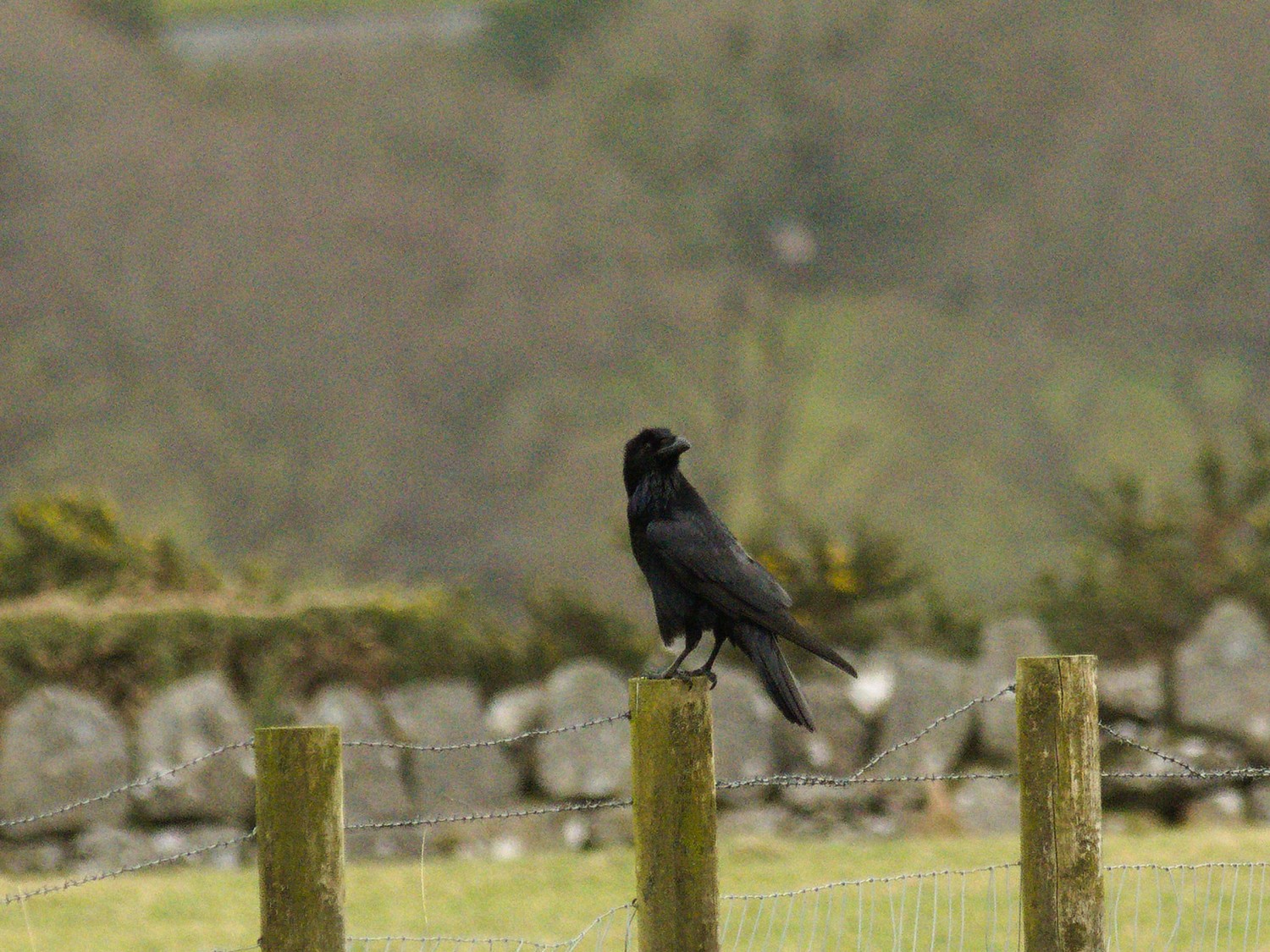 livebirdspoland_0013f5b0f7942eaef5e574a500b31390.jpg