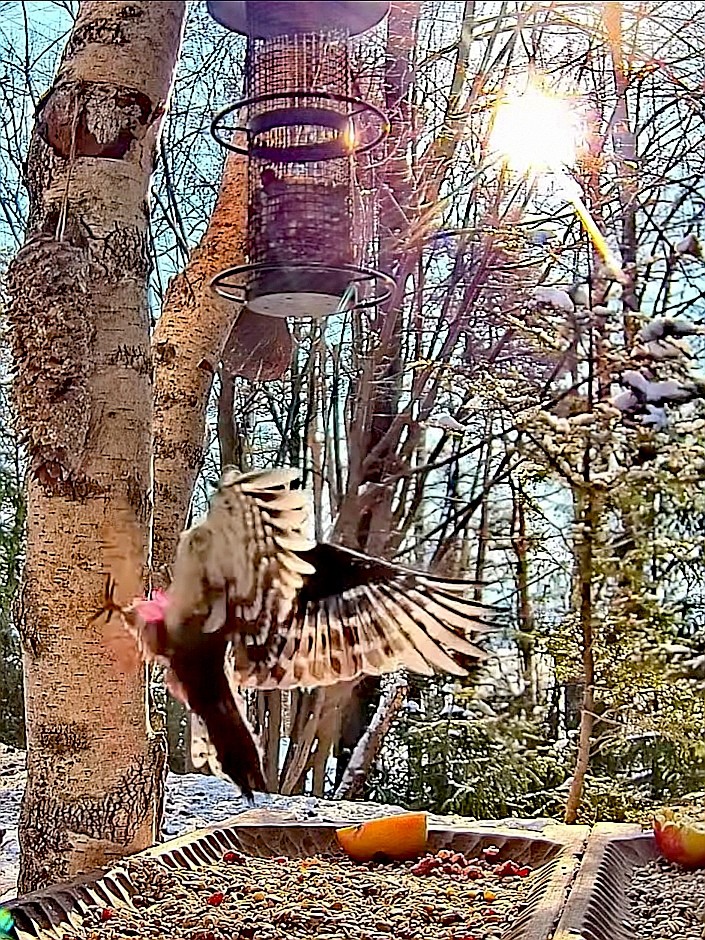 livebirdspoland_d5bfc433c728e9322f155045cc79dc5d.jpg