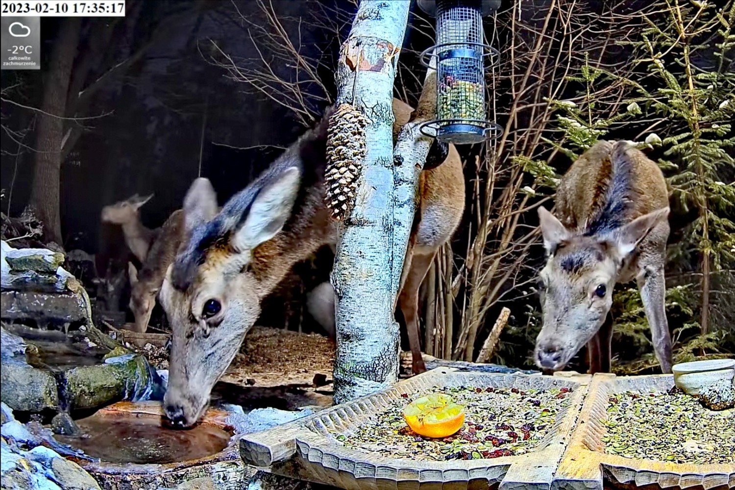 livebirdspoland_7c867326f0e1ce250c410d72ab2ec909.jpg