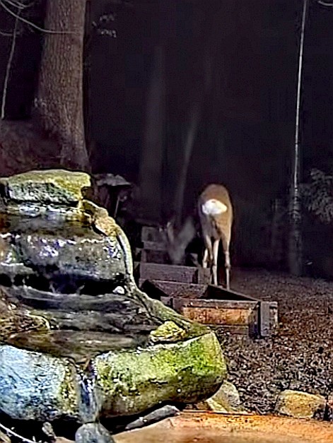 livebirdspoland_c5c9f5f3e9e97c636524a145507d87de.jpg