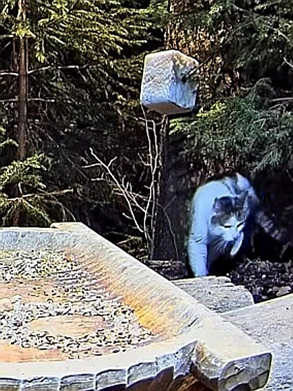 livebirdspoland_69df6fa62adb92e4bb1b943f16b8c5cb.jpg