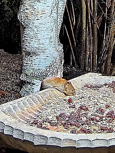 livebirdspoland_54bc2b95a69897e302e7da6f1796d8f3.jpg