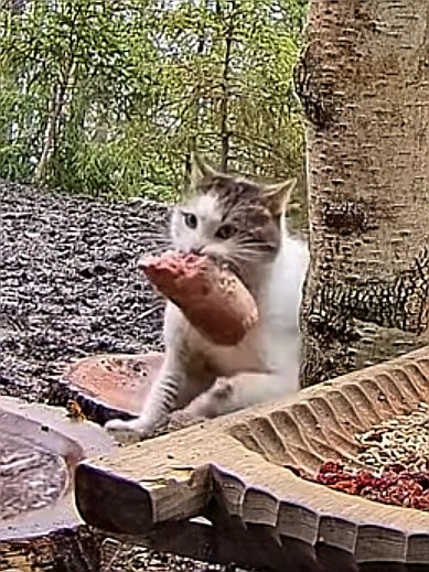 livebirdspoland_c2f3dae12d32f87a9ef015c1f81010eb.jpg