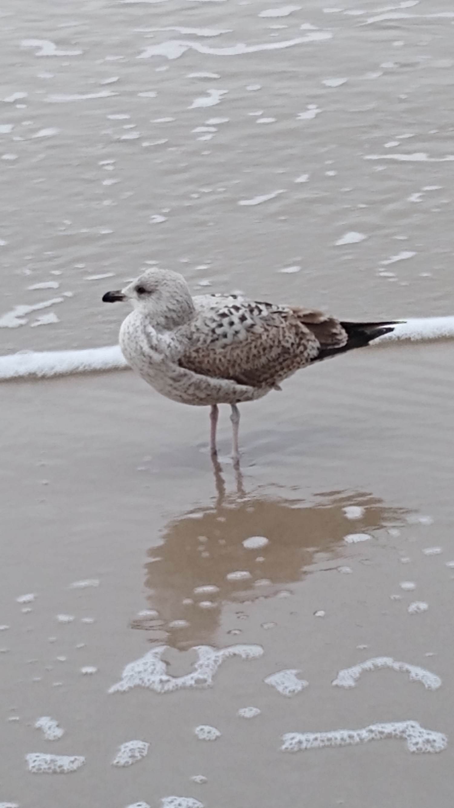 livebirdspoland_de84a3b532ddb283675ec9e91c2e41f5.jpg